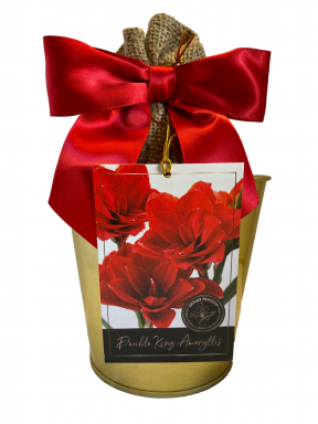 Amaryllis Holiday Gift Growing Kit, Includes a Gold Tin Pot, Double King Bulb, and Growing Medium!!